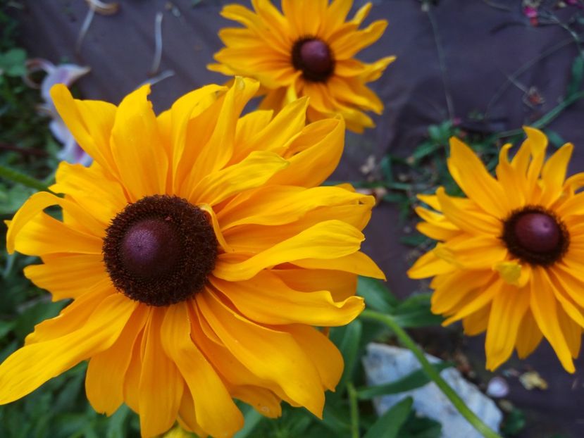  - 0- PHLOX - ECHINACEA- RUDBECKIA- si alte perene
