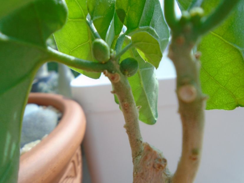 Pyrenacantha malvifolia - Caudiciforme si bulbi 2019