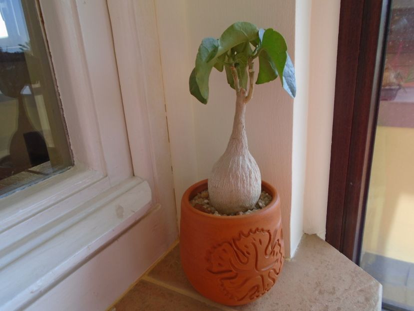 Pyrenacantha malvifolia - Caudiciforme si bulbi 2019