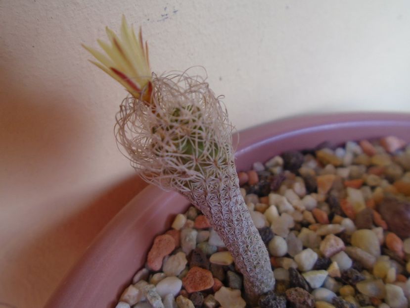 Turbinicarpus krainzianus v. minimus - Cactusi 2019 bis