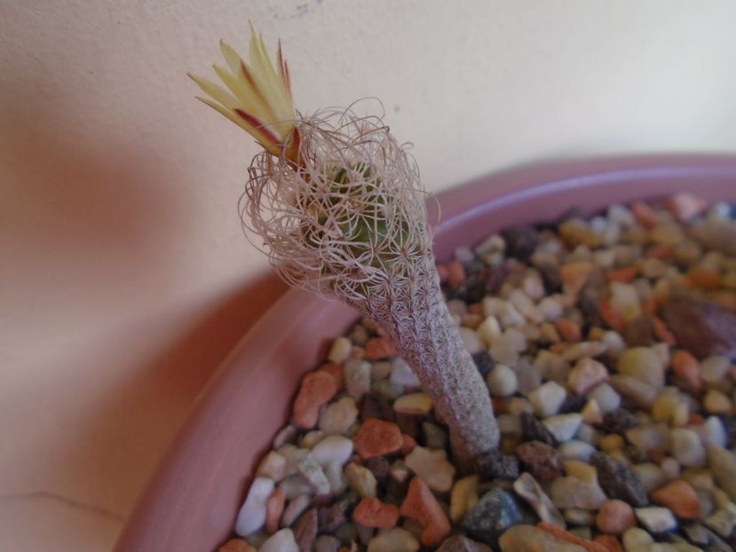 Turbinicarpus krainzianus v. minimus - Cactusi 2019 bis
