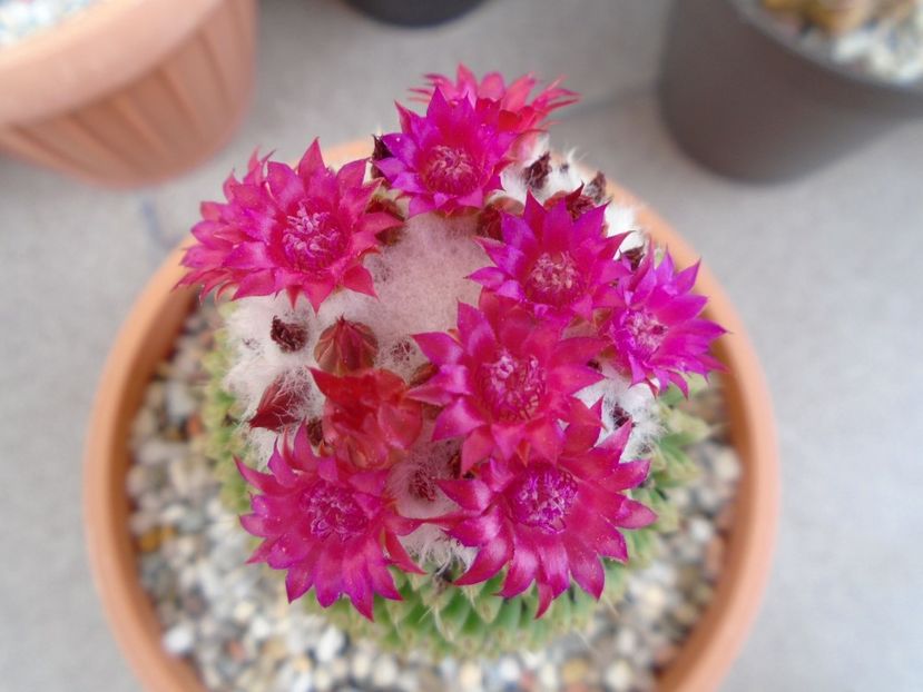 Mammillaria polythele cv. Stachellos - Cactusi 2019 bis
