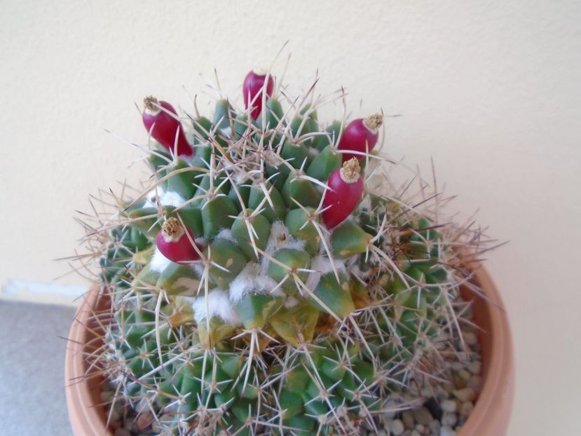 Mammillaria compressa - Cactusi 2019 bis