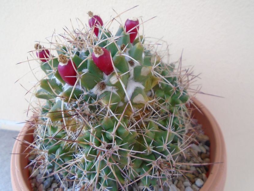 Mammillaria compressa - Cactusi 2019 bis