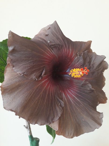  - HIBISCUS RK INFERNO