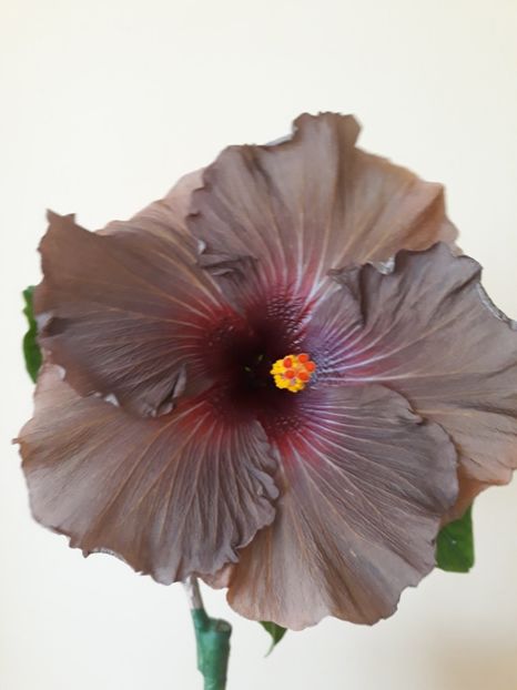  - HIBISCUS RK INFERNO