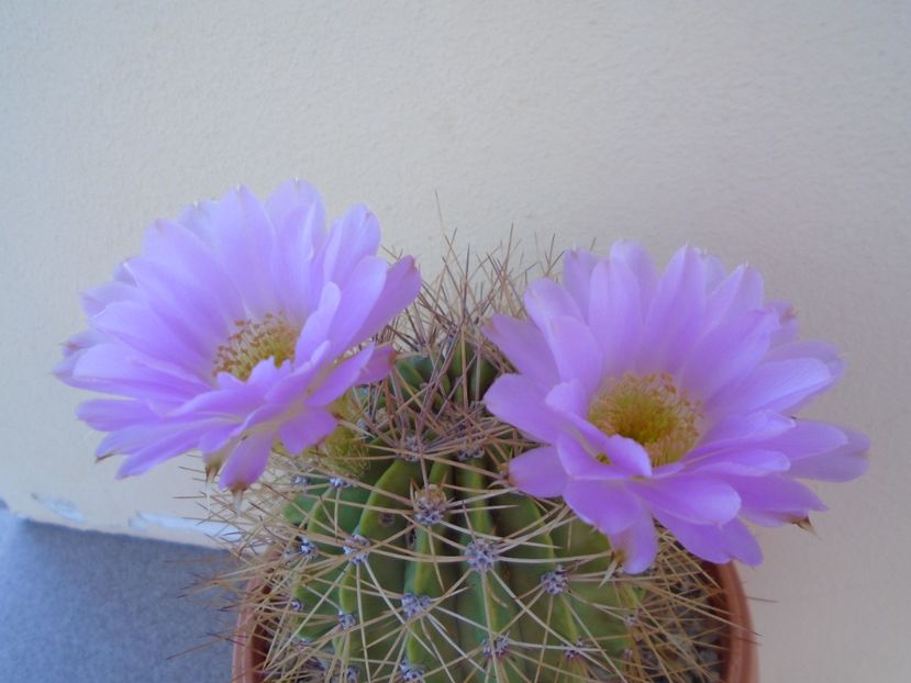 Acanthocalycium spiniflorum - Cactusi 2019 bis