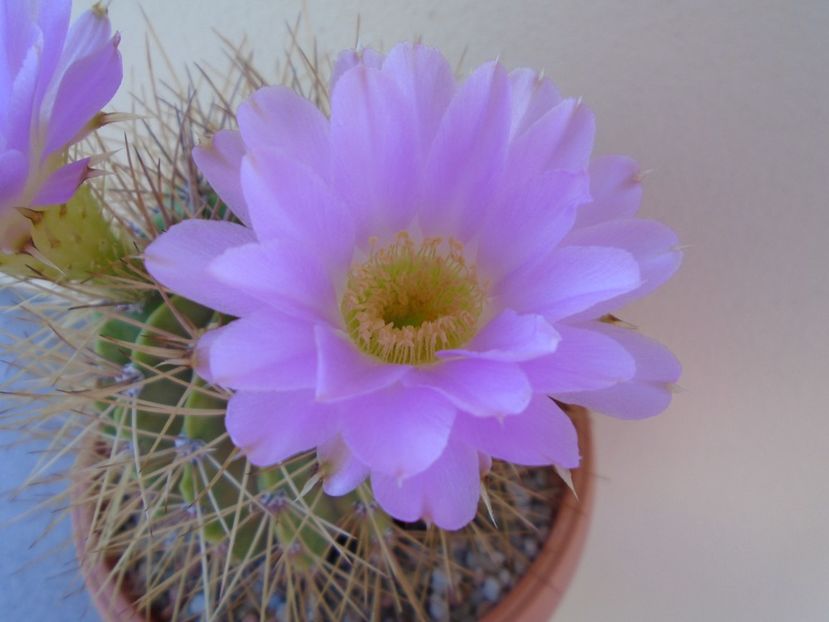 Acanthocalycium spiniflorum - Cactusi 2019 bis