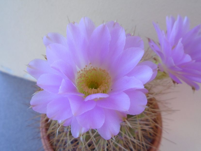 Acanthocalycium spiniflorum - Cactusi 2019 bis