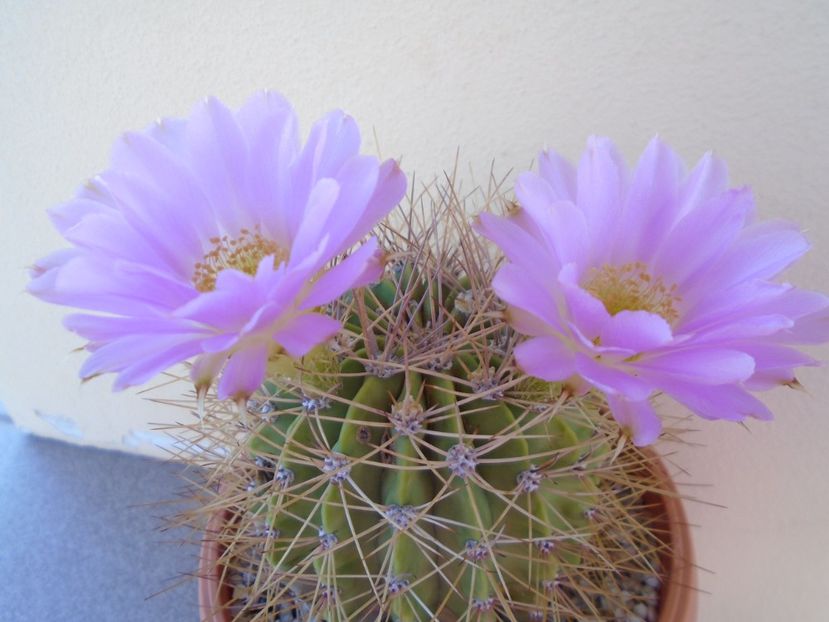 Acanthocalycium spiniflorum - Cactusi 2019 bis