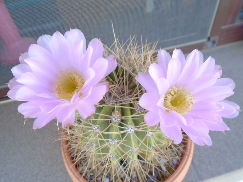 Acanthocalycium spiniflorum - Cactusi 2019 bis