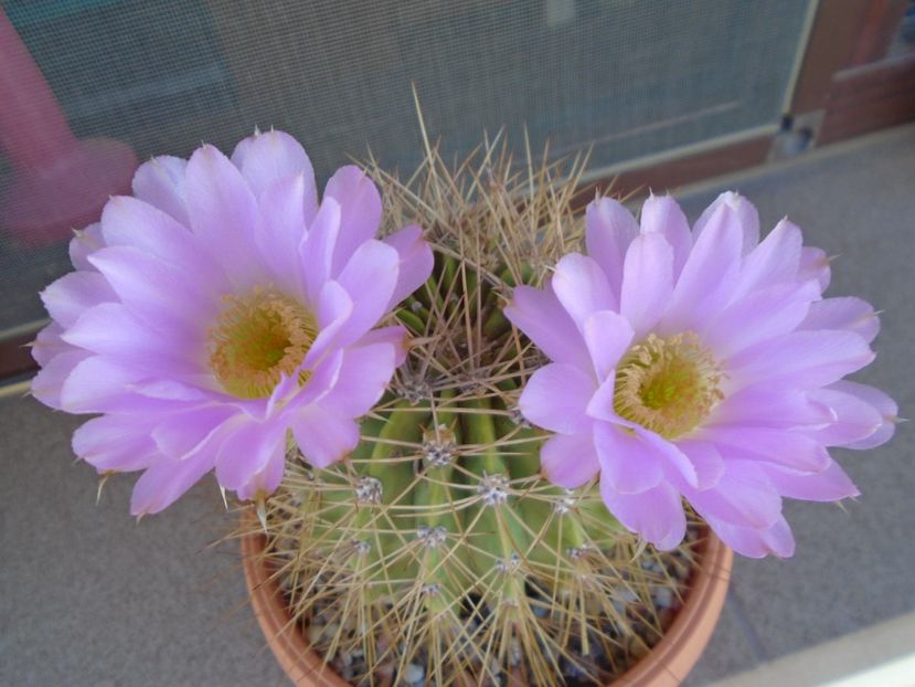 Acanthocalycium spiniflorum - Cactusi 2019 bis