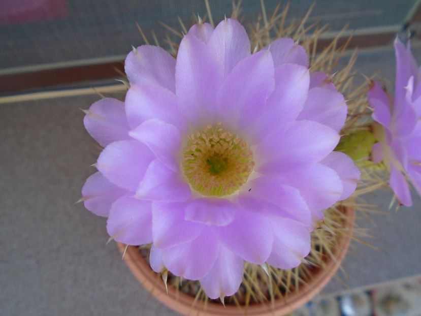 Acanthocalycium spiniflorum - Cactusi 2019 bis