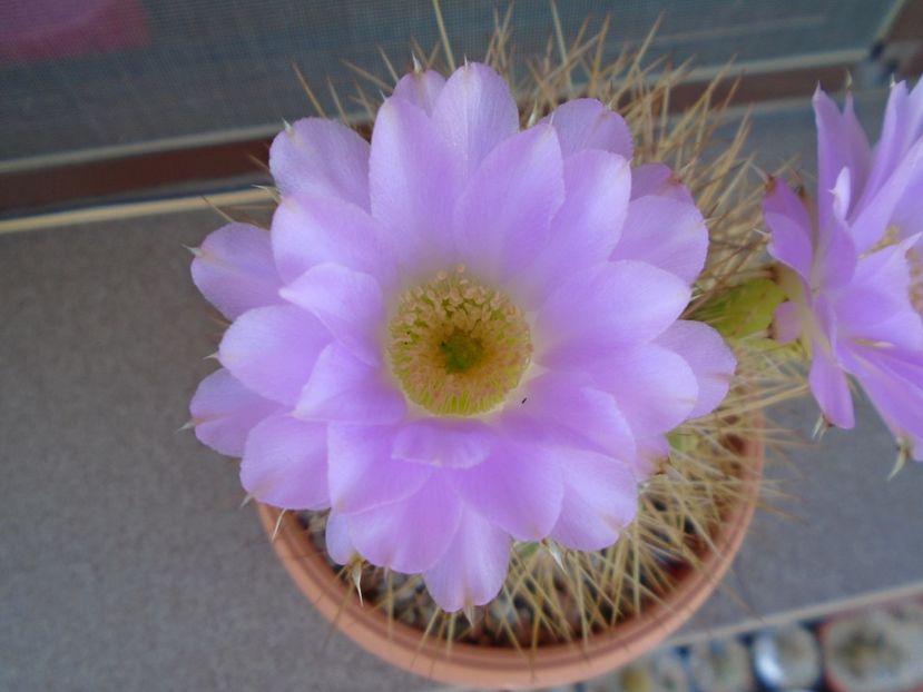 Acanthocalycium spiniflorum - Cactusi 2019 bis