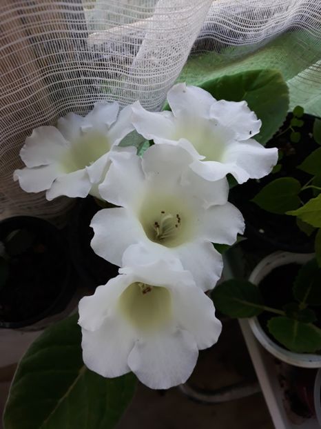  - Gloxinia 2019