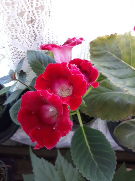  - Gloxinia 2019