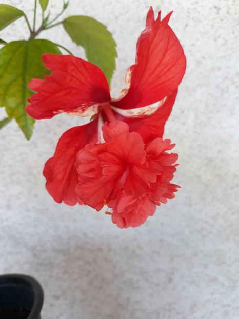  - 1-HIBISCUS 2019