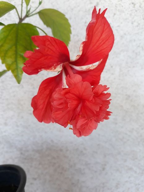  - 1-HIBISCUS 2019