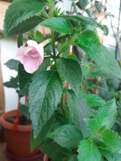 - Double Pink Rose