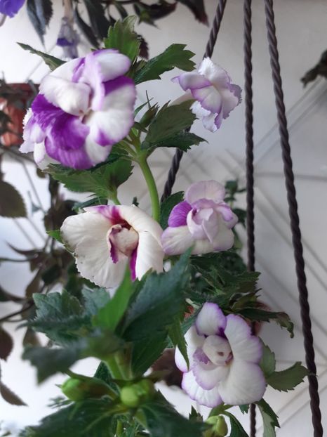 QUEEN OF LACE - QUEEN OF LACE