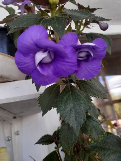 VIE EN BLUE - AA RIZOMI ACHIMENES 2022