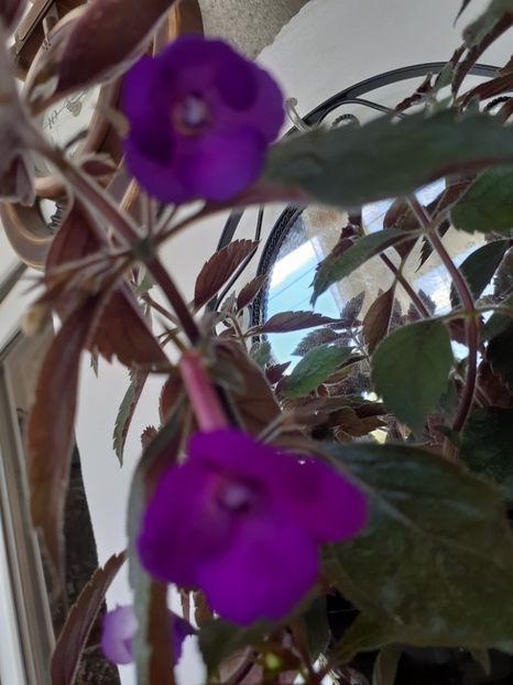  - Violaceea semiplena