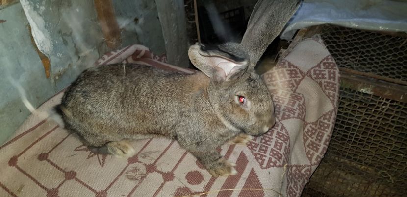  - Vand 2 iepuroi Urias german