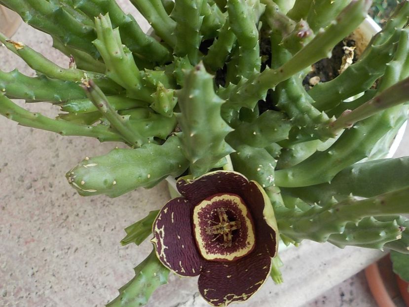  - Genul Stapeliade