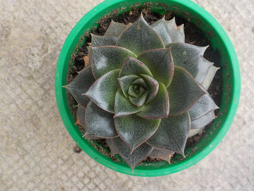  - echeveria purpurosum