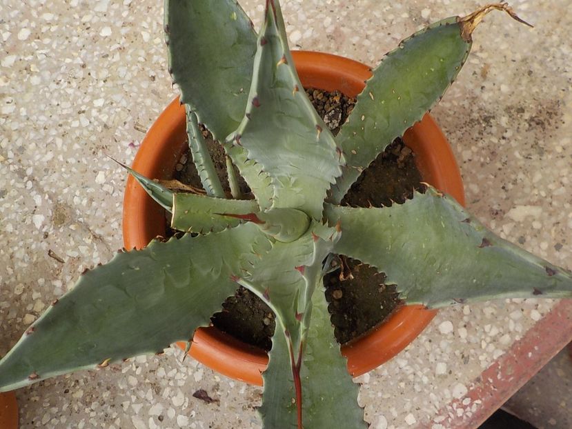 - Genul Agave
