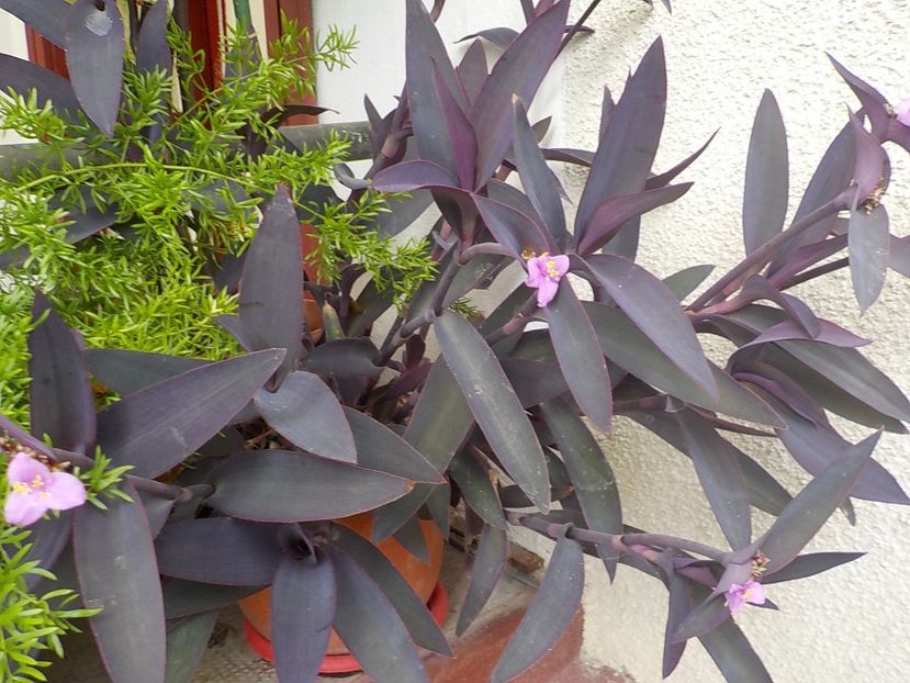  - tradescantia