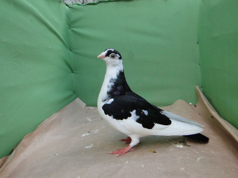 F 2019_6641 - porumbei care mi-au apartinut