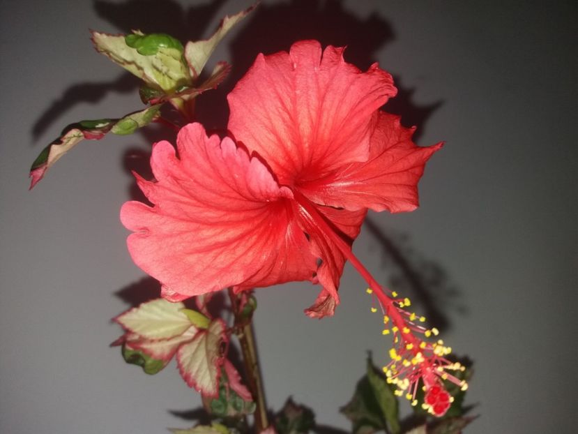  - Florile mele august 2019