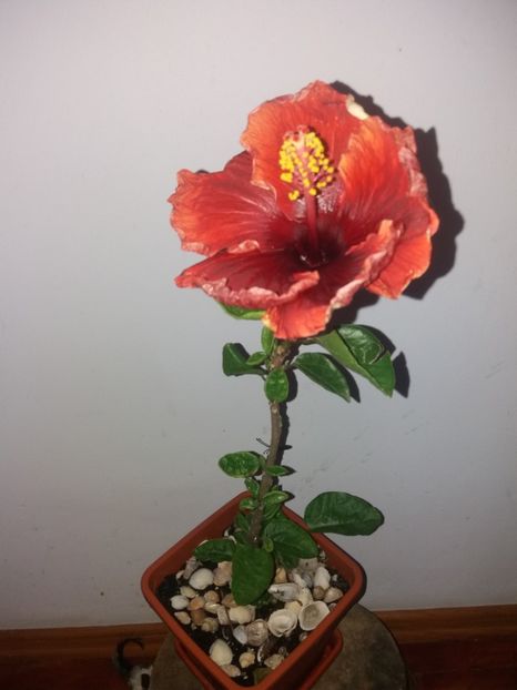  - Florile mele august 2019