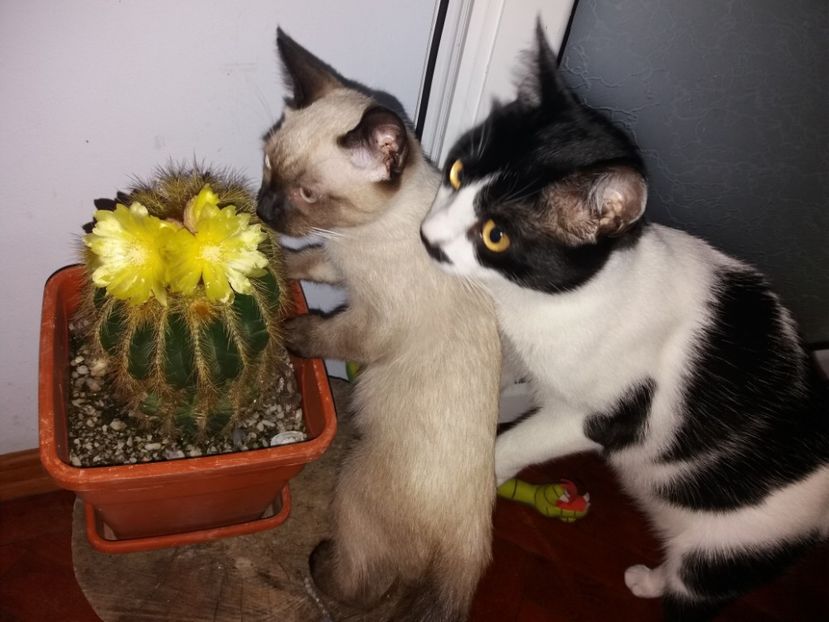  - Pisicii mei august 2019