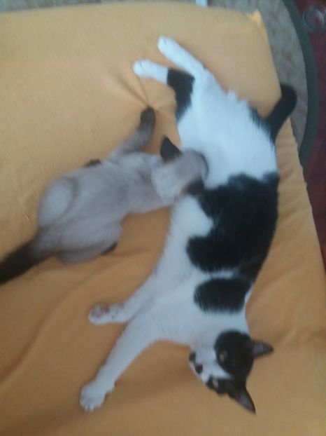  - Pisicii mei august 2019