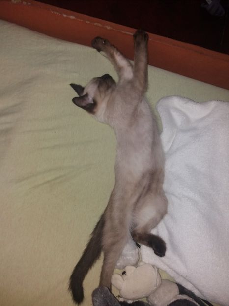  - Pisicii mei august 2019