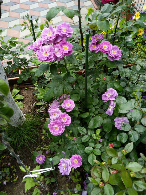 valynedelcu@yahoo.com rose.0111 - Rhapsody in Blue