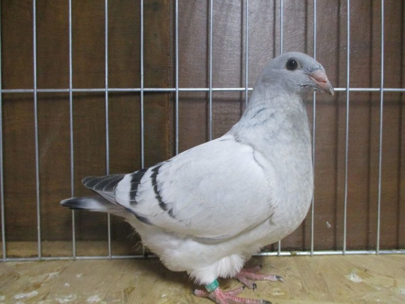 10271-19 - Tineret 2019