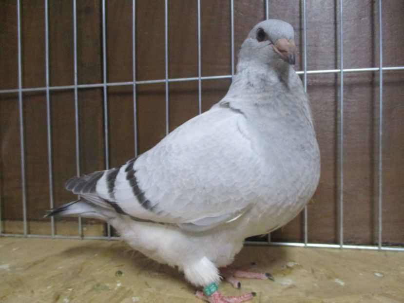 10268-19 - Tineret 2019