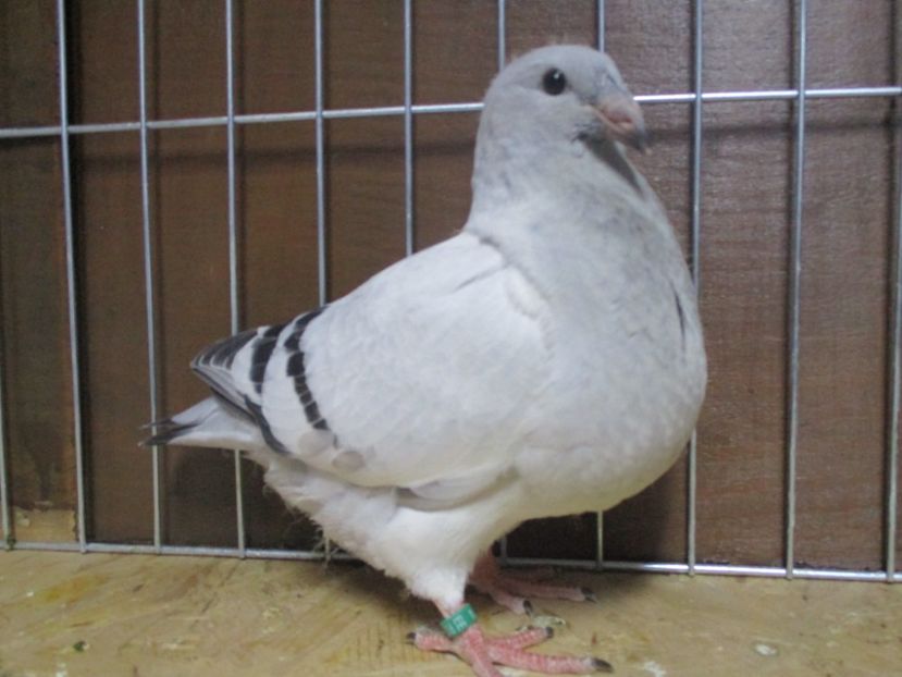 10274-19 - Tineret 2019