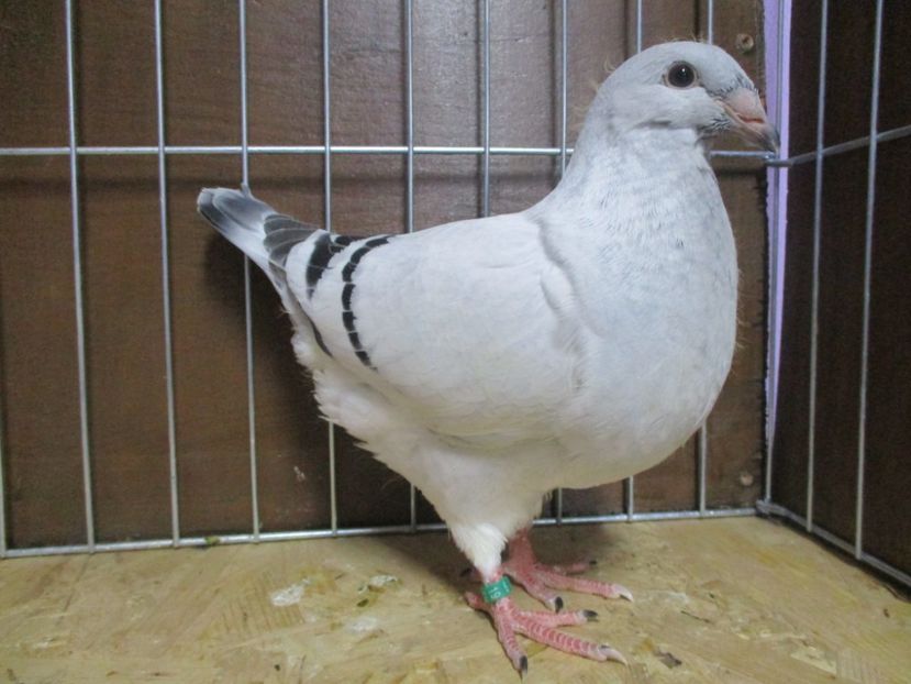 10275 - Tineret 2019