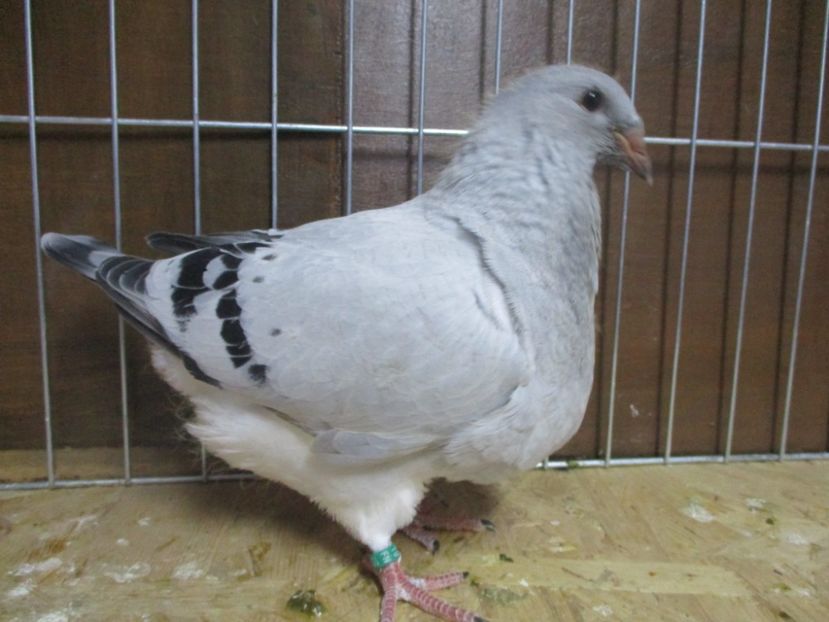 10177-19 - Tineret 2019