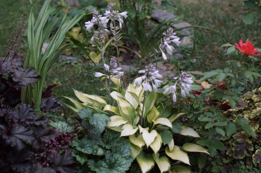  - Hosta 2018- 2022