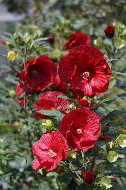  - Hibiscus de gradina