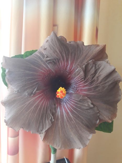  - 1- HIBISCUS 2019