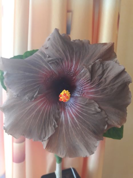  - 1- HIBISCUS 2019