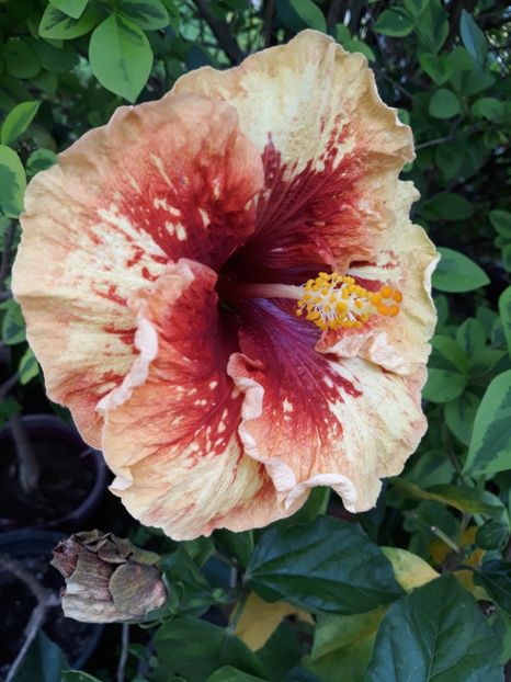  - 1- HIBISCUS 2019