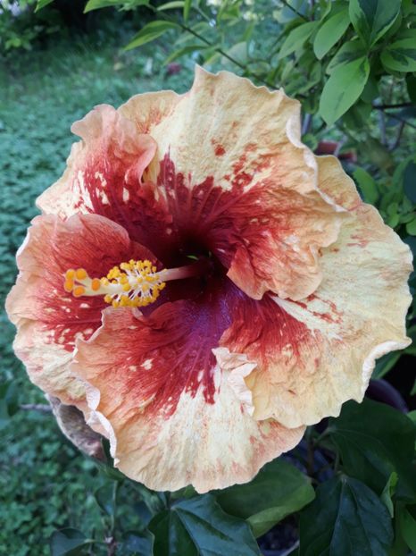  - 1- HIBISCUS 2019
