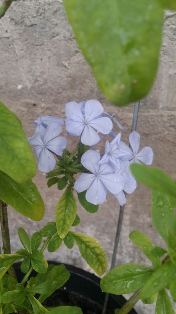  - curtea cu toate cele 2019